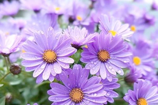 雏菊的星座特点及性格解析，你知道吗？