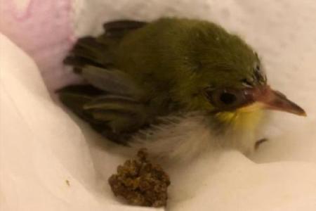 搞笑小鸟算命视频