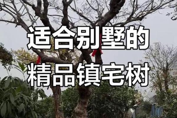 四大镇宅之树是哪四款风水树