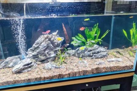 风水，什么类型的八字适合养鱼