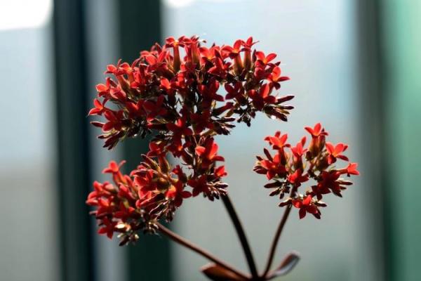 算命说我先结果后开花 算命说我先结果后开花