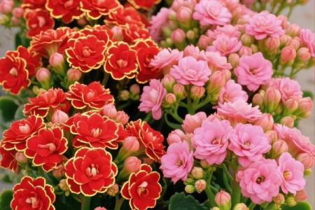 风水解读7种象征吉祥好运的花有哪些