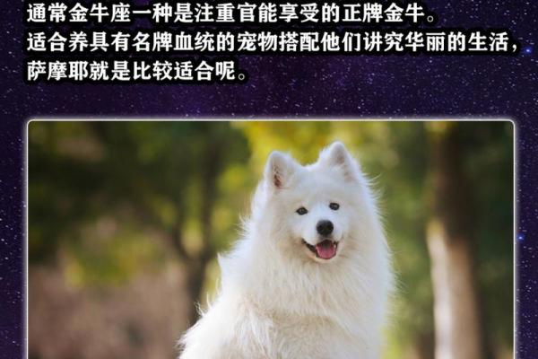 十二星座适合养什么特殊宠物狗