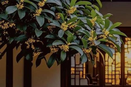 树上的房子风水