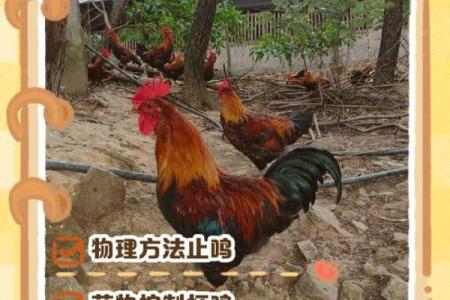 母鸡打鸣算命怎么说,母鸡在早晨打鸣预示什么