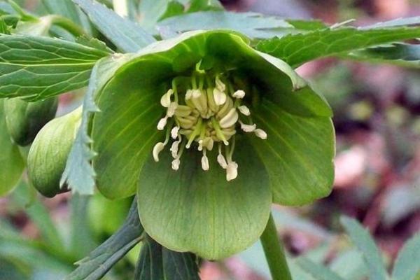 3月5日生日花语:绿菟葵,3月5日是什么星座? 3月5日生日花语:绿菟葵,3月5日是什么星座?