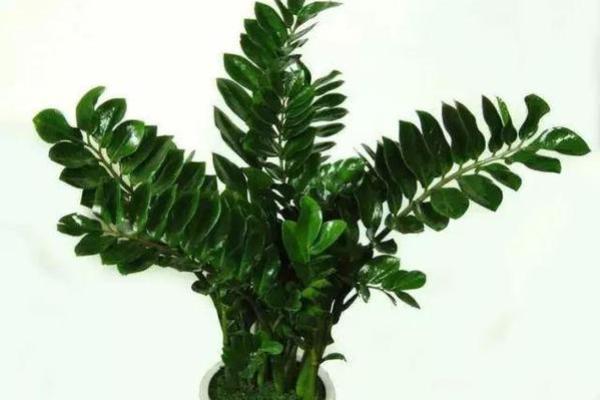 简单的风水改运,绿植摆放指南 简单的风水改运,绿植摆放指南