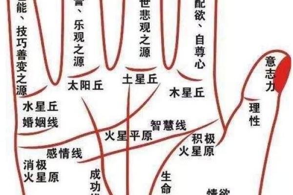 八字看婚姻线和命运线图解 八字看婚姻线和命运线图解