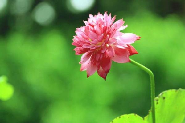 红鸾星动紫薇星开啥意思