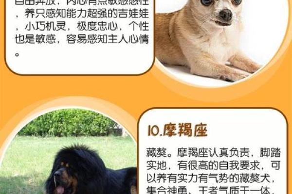 12星座男养狗适合养什么狗