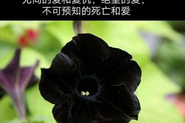 恋爱风水，帮助你留住爱情能量