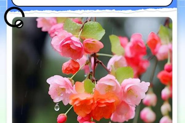 海棠花风水_家里养海棠花好吗 海棠花风水_家里养海棠花好吗