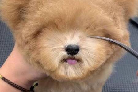 什么星座最适合泰迪狗