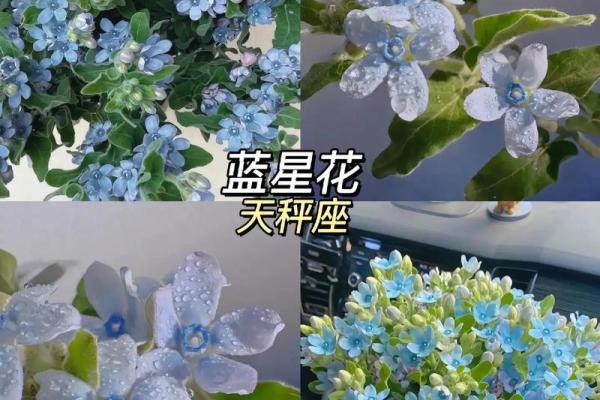 十二星座什么花适合自己