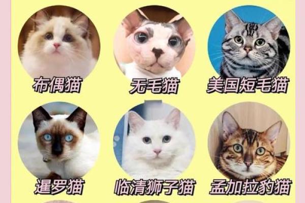 十二星座最适合养什么恐怖动物 十二星座最适合养什么恐怖动物