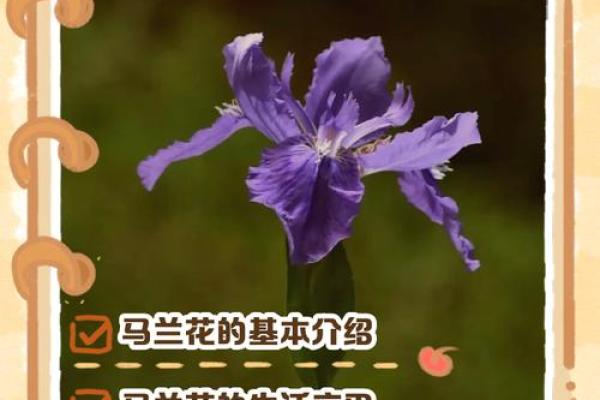 民间故事马兰花算命 民间故事马兰花算命