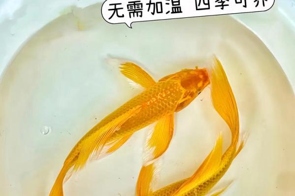 风水金命的人可以养鱼吗可以增加财富吗 风水金命的人可以养鱼吗可以增加财富吗