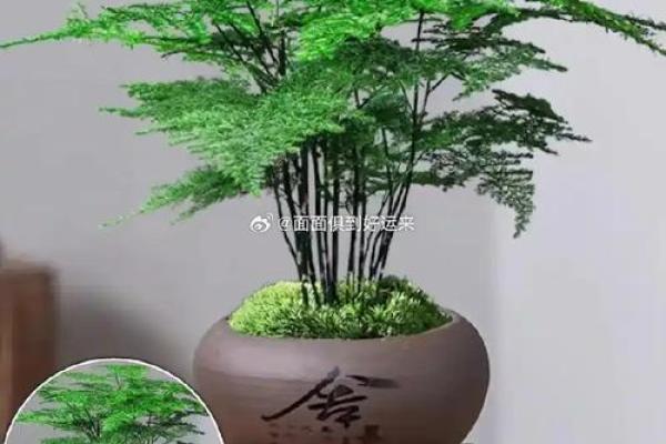 必须知道的风水植物优点有哪些? 必须知道的风水植物优点有哪些?