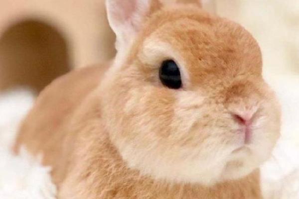 最适合养兔子的星座 最适合养兔子的星座