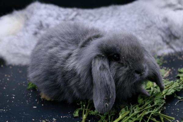 最适合养兔子的星座 最适合养兔子的星座