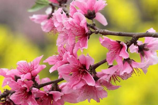 浅谈关于十二星座中的桃花 拥有着什么类型的桃花命 浅谈关于十二星座中的桃花 拥有着什么类型的桃花命