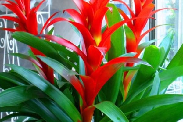 横财风水:财位适宜摆放的花卉 横财风水:财位适宜摆放的花卉