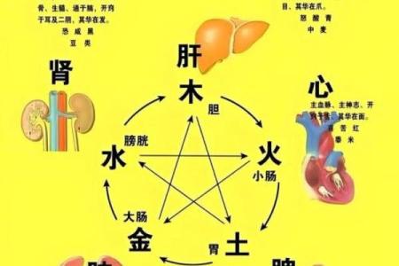 八字干支身体部位对照表