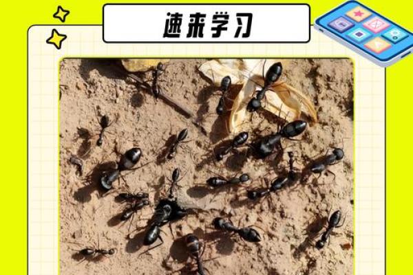 家里有蚂蚁风水上预示什么 家里有蚂蚁风水上预示什么