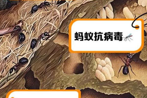 家里有蚂蚁风水上预示什么 家里有蚂蚁风水上预示什么