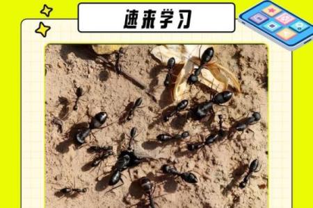 家里有蚂蚁风水上预示什么