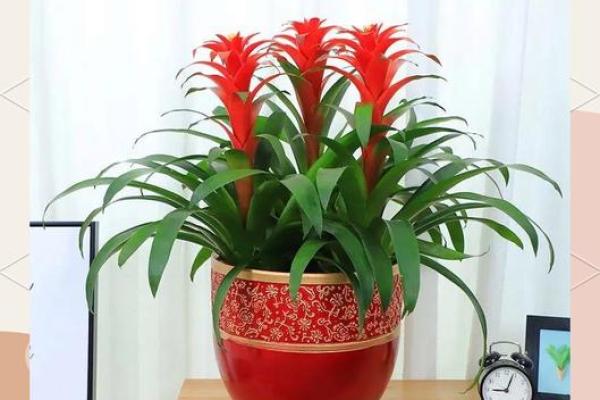 办公室摆放植物有什么风水讲究 办公室摆放植物有什么风水讲究