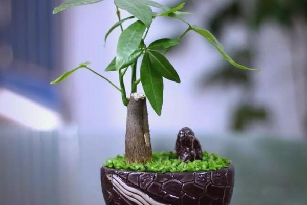 办公室摆放植物有什么风水讲究 办公室摆放植物有什么风水讲究