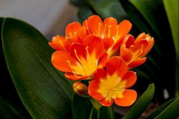 为了什么 十二星座愿意放下触手可及的富贵? 为了什么 十二星座愿意放下触手可及的富贵?