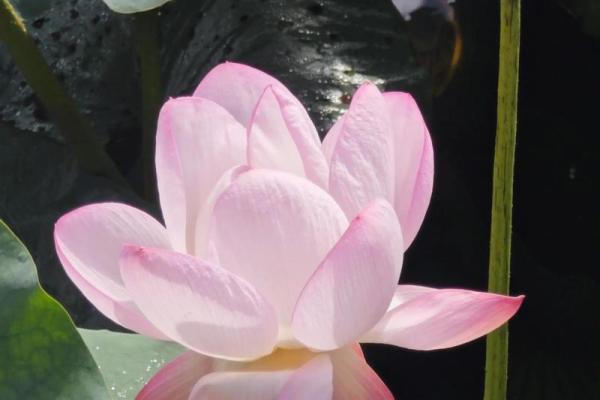 八字中有桃花什么意思