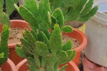 千手观音植物风水