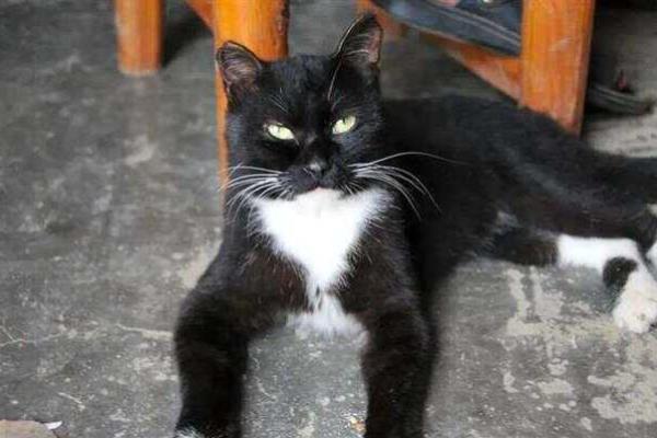 风水传说_猪来穷狗来富猫来头上顶白布