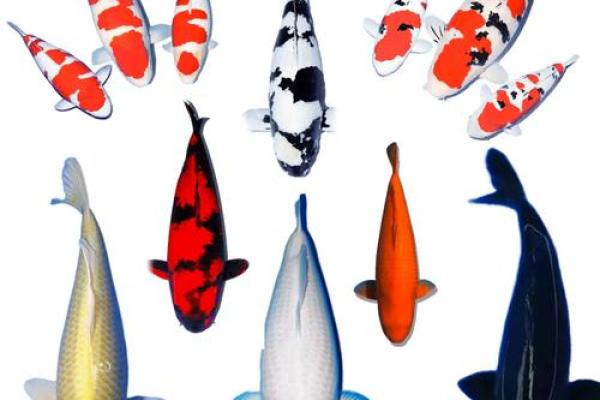 锦鲤风水_锦鲤养13条是什么意思