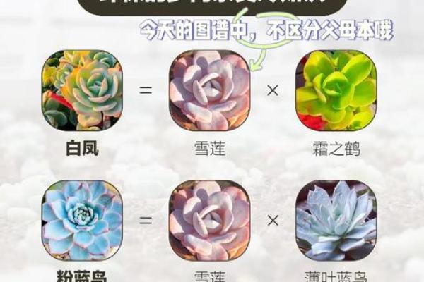 多肉星座系列怎么区分