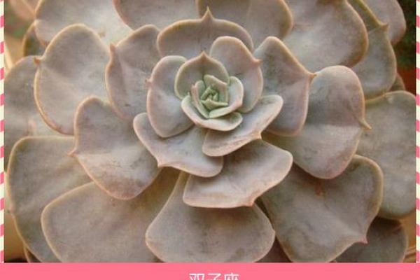 多肉星座系列怎么区分