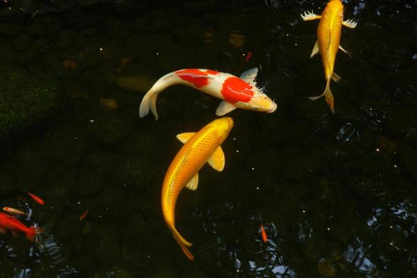 风水颜色_养鱼禁忌的颜色 风水颜色_养鱼禁忌的颜色