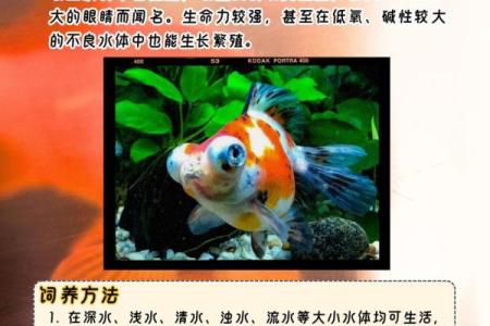 风水颜色_养鱼禁忌的颜色