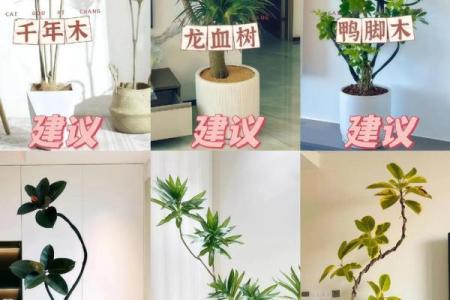 室内盆栽植物的介绍和风水作用