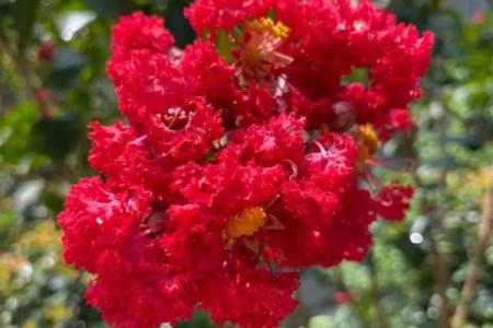 紫薇花象征着好运吗,紫薇花吉利吗