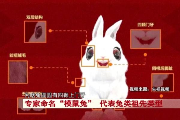 风水吉祥物_兔子吉祥物名字及寓意 风水吉祥物_兔子吉祥物名字及寓意