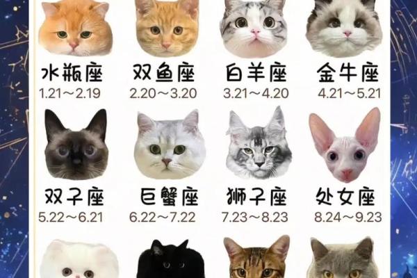 所有星座适合养什么样的猫