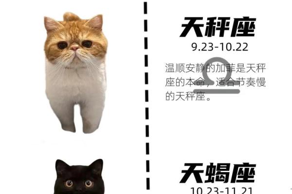 所有星座适合养什么样的猫