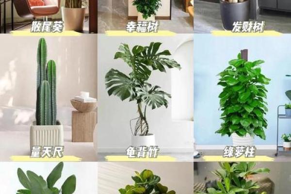 玄关摆放植物有什么风水讲究