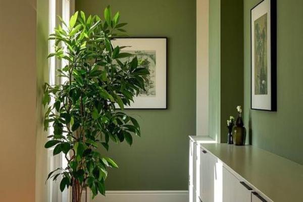 玄关摆放植物有什么风水讲究