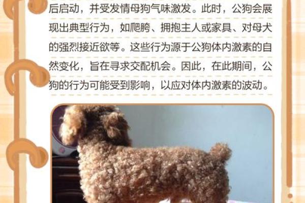 哪个星座适合泰迪男孩