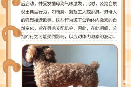 哪个星座适合泰迪男孩